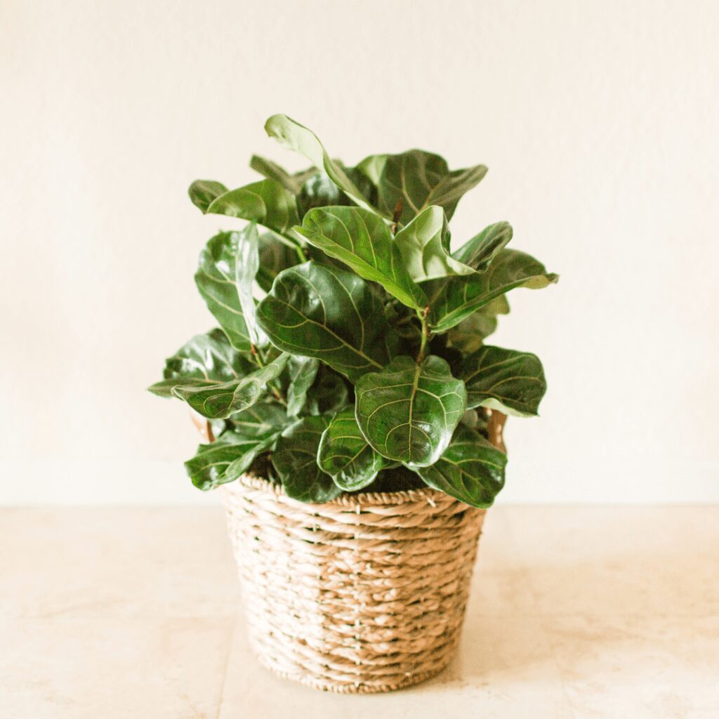 BLOG PLANOLY PHOTOS 8