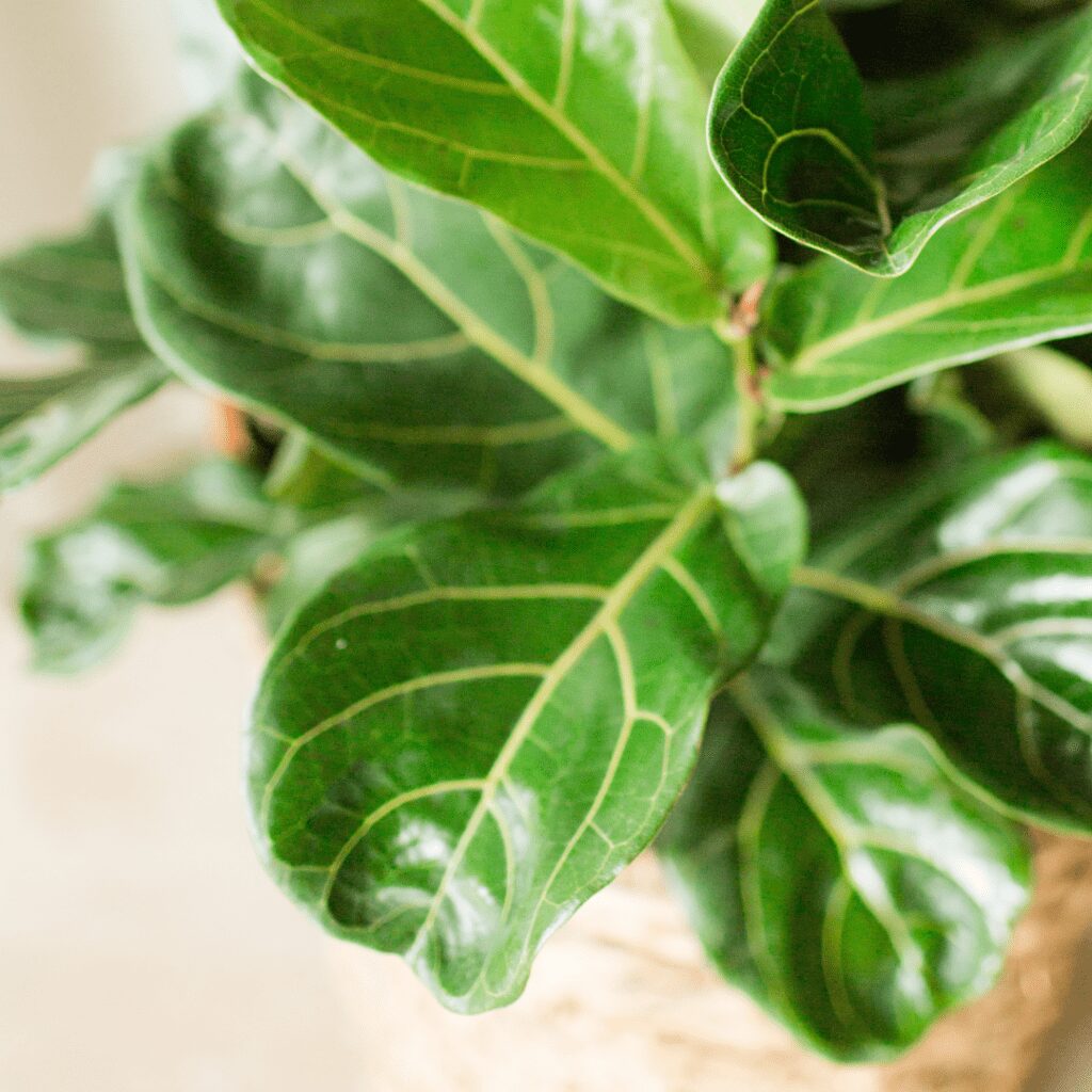 BLOG PLANOLY PHOTOS 10