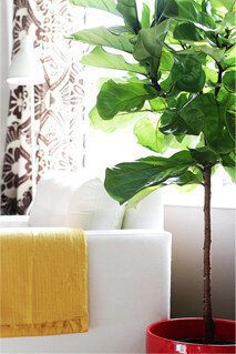 Fiddle Leaf Fig Lower Stress
