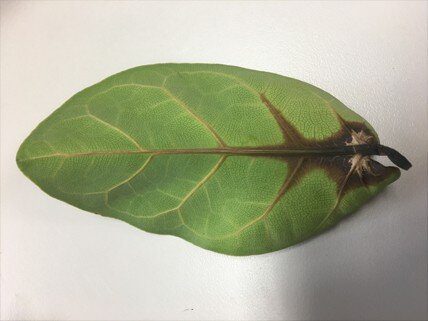 Root Rot