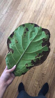 Root Rot