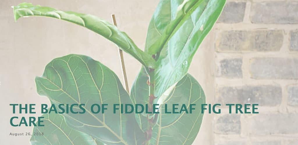 Fiddle Leaf Fig Plant Featured By Invincible Happy Houseplants 11 Basics of Fiddle Leaf Fig Tree Care