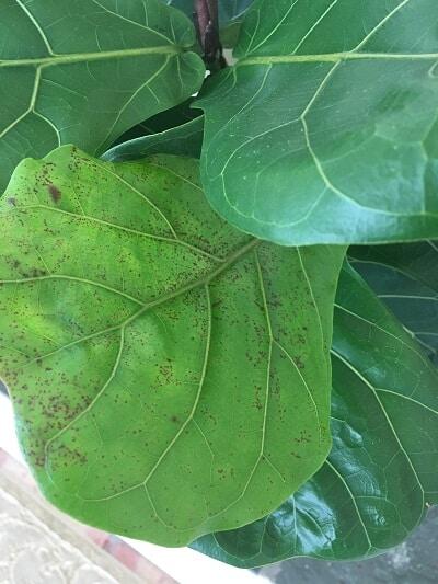 Four Things Killing Your Fiddle Leaf Fig Tree
(Plus: How to Save it From Each Deadly Threat) 14 Learn about the four things that are killing your fiddle leaf fig tree and ways to save your plant from each deadly threat. Claire Akin