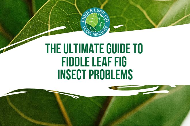 The Ultimate Guide to Fiddle Leaf Fig Insect Problems (Video) 8 There are quite a few fiddle leaf fig insects that can attack your plant and it's important to know the differences in order to treat them properly.