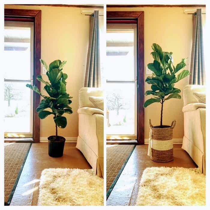 3½ Ways to Grow a Taller Fiddle Leaf Fig Tree 5 Ways to Grow A Taller Fiddle Leaf Fig Tree