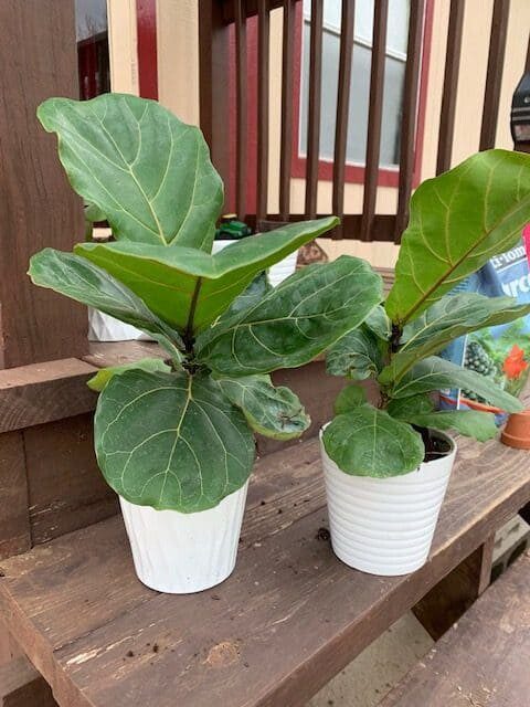 Advanced Fiddle Care: How to Create Custom Fiddle Leaf Fig Soil 4 Are you an expert fiddle leaf fig grower? Click to learn how to create your own custom fiddle leaf fig soil to keep your tree healthy, green, and gorgeous.