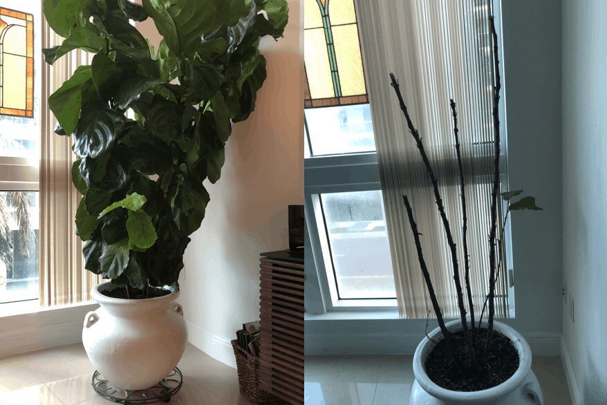 Check out this comprehensive guide everything you need to know about root rot in fiddle leaf figs. Learn how to identify and successfully treat root rot. Claire Akin