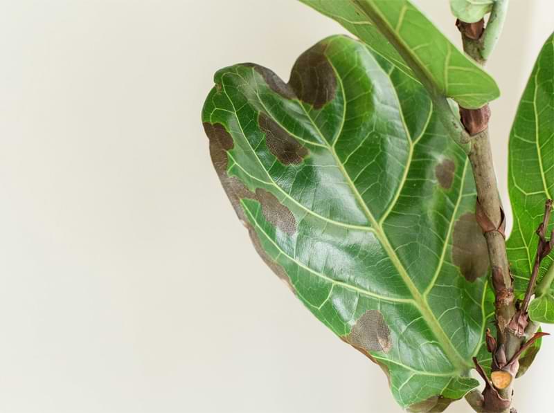 Sick Fiddle Leaf Fig Leaves