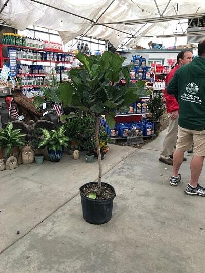 Grow a healthy fiddle leaf fig and learn the seven signs your fiddle leaf fig needs more light. Read how to remedy your light situation with your plant. Claire Akin