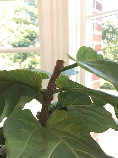 Learn about the 5 times when you should leave your fiddle leaf fig alone. Leave your fiddle leaf fig be to grow into a healthy plant.