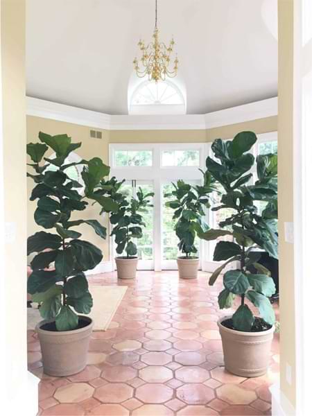 When to Remove the Lower Leaves From Your Fiddle Leaf Fig (And When NOT To!) 4 Do you wonder when to remove the lower leaves from your fiddle leaf fig and when not to? Click to read more about the lower leaves and how to remove them.