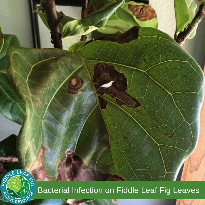 When to Repot a Fiddle Leaf Fig...and When to NOT 4 Brown Spots on Fiddle Leaf Fig Leaves due to Bacterial Infection