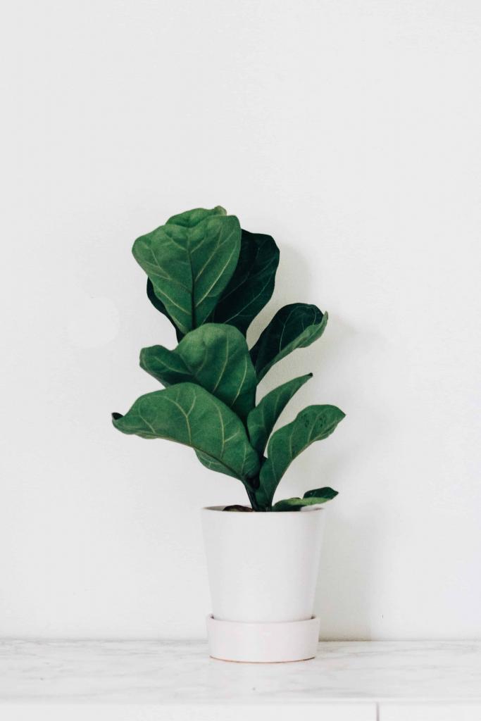 When to Repot a Fiddle Leaf Fig...and When to NOT 2 Fiddle Leaf Fig Plant