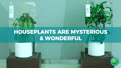 Houseplants are Mysterious & Wonderful