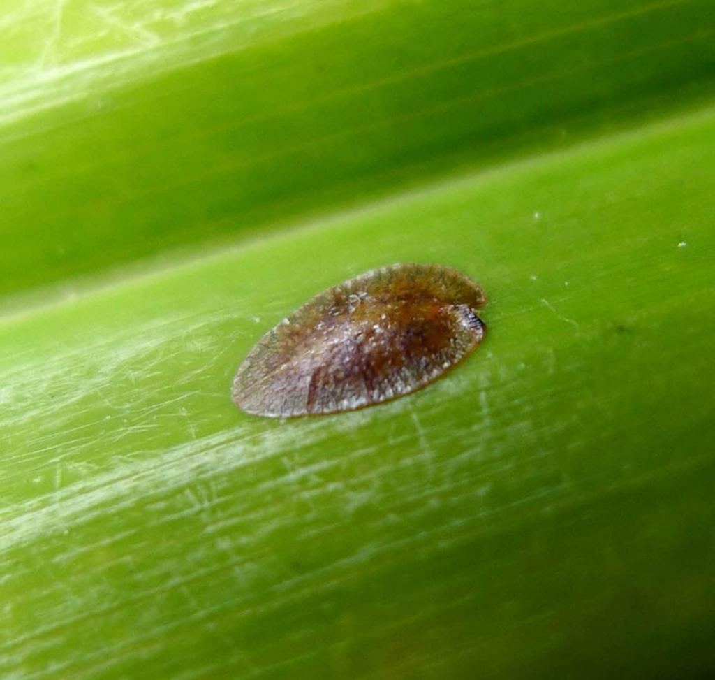 Fiddle Rehab: How to Treat Major Fiddle Leaf Fig Problems 4 Help your tree bounce back after insects, an infection, after your pet used it as a litter box. Click to read how to treat major fiddle leaf fig problems.