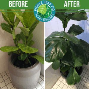 Fiddle Leaf Fig Before and After Photos: The Best Fertilizer for Fiddle Leaf Figs 4 Click to view the best fiddle leaf fig before and after photos. Each plant used our Fiddle Leaf Fig Plant Food. See the amazing results!