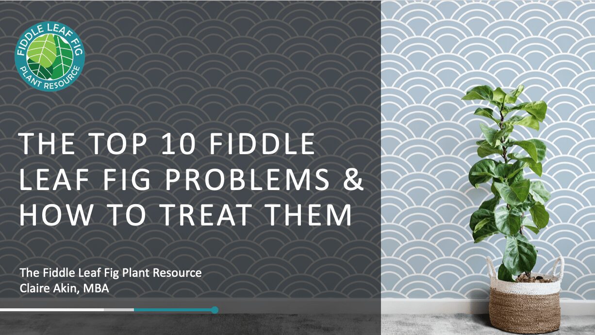 Top 10 Fiddle Leaf Fig Problems