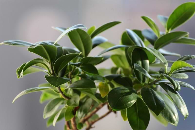 How to Care For Your Ficus Bonsai 6 Do you have a ficus bonsai? Curious the best way to care for it? Discover how to care for your ficus bonsai so it can grow healthy and strong.