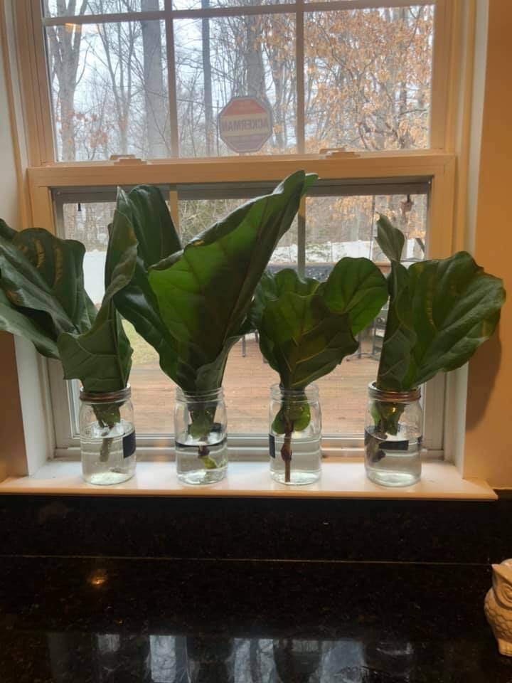 Have you ever wondered if you can grow a fiddle leaf fig from seeds? Watch the video and read how fiddle leaf figs are grown for distribution in the US.