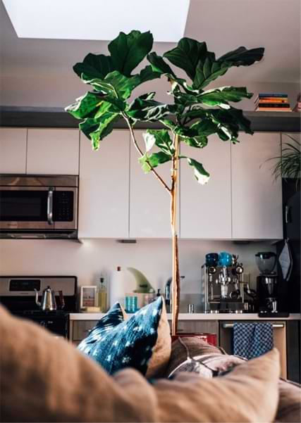 How Much Light Does a Fiddle Leaf Fig Tree Need? 5 Do you wonder how much light does a fiddle leaf fig tree need? Click to learn how much light your fiddle leaf fig should be getting to grow healthy.