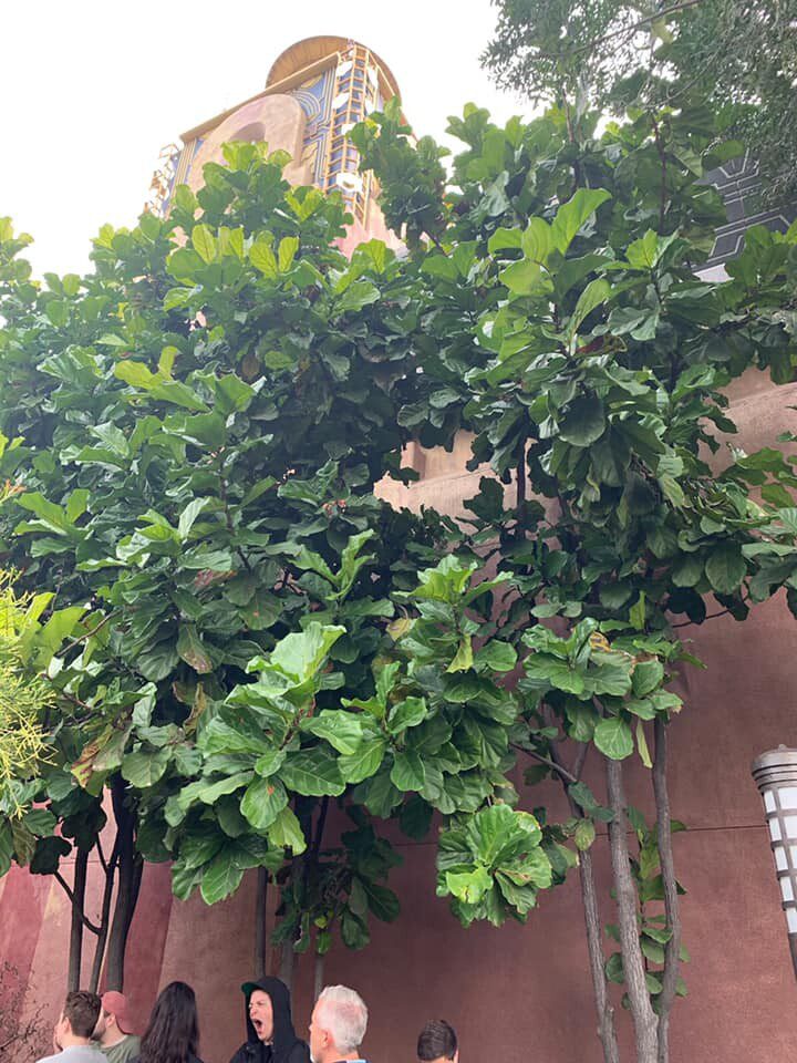 Have you wondered how long fiddle leaf fig plants can live? Discover how long your plant will live by watching this informative video.
