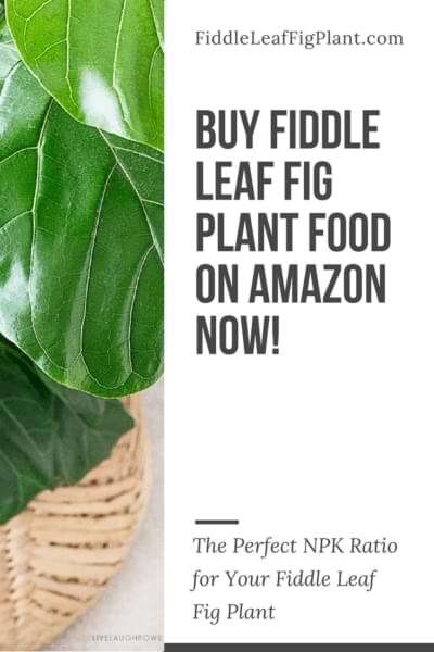 Buy Fiddle Leaf Fig Plant Food Online Now