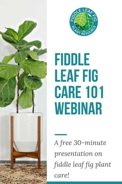 Fiddle Leaf Fig Care 101 Webinar