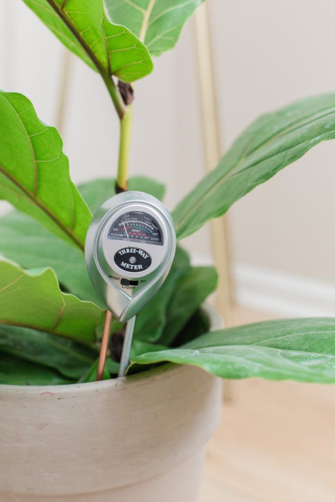 How to Use a Moisture Meter to Know When to Water Your Fiddle Leaf Fig 10 3-1 Soil Meter