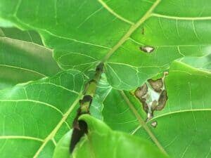 The Ultimate Photo Identification Guide to Fiddle Leaf Fig Brown Spots 16 Physical Trauma