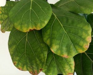 Is Coffee Good for Fiddle Leaf Fig Plants? 6 Acid in Fiddle Leaf Fig