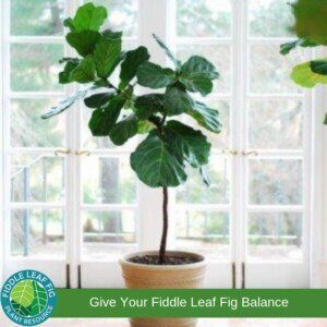 Pruning and Shaping Your Fiddle Leaf Fig Plant 6 Give Your Plant Balance