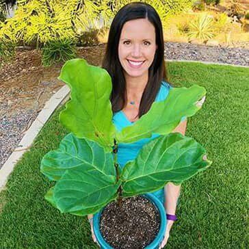 Fiddle Leaf Fig Problems? Ask the Fiddle Leaf Fig Plant Doctor! 3 Claire Akin - Fiddle Leaf Fig Plant Resource