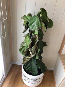 The Ultimate Photo Identification Guide to Fiddle Leaf Fig Brown Spots 12 Very dry Fiddle Leaf Fig Plant