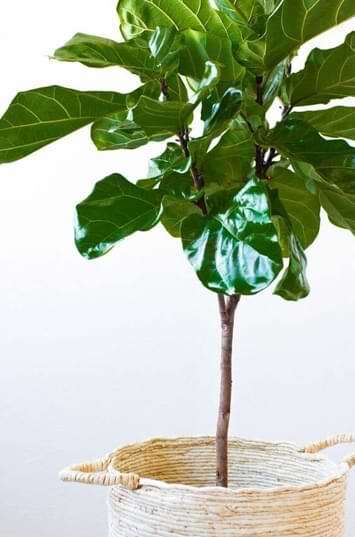Where to Buy a Fiddle Leaf Fig Tree 15 Fiddle Leaf Fig Tree