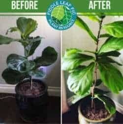 Before and After