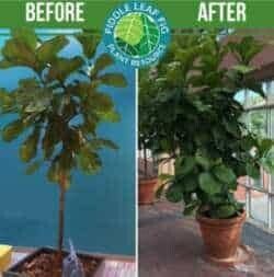 Before and After