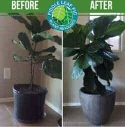 Before and After