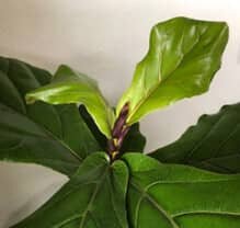 Fiddle Leaf Fig Plant
