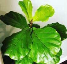 Download Your Free Fiddle Leaf Fig Plant Cheat Sheet (PDF) 6 Fiddle Leaf Fig Plant