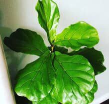 Fiddle Leaf Fig Plant