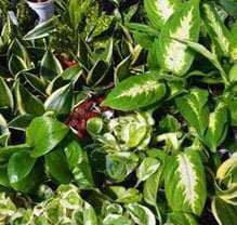 Fiddle Leaf Fig Plant