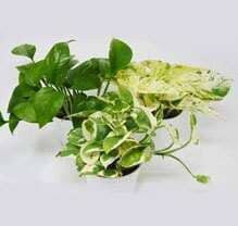 Fiddle Leaf Fig Plant