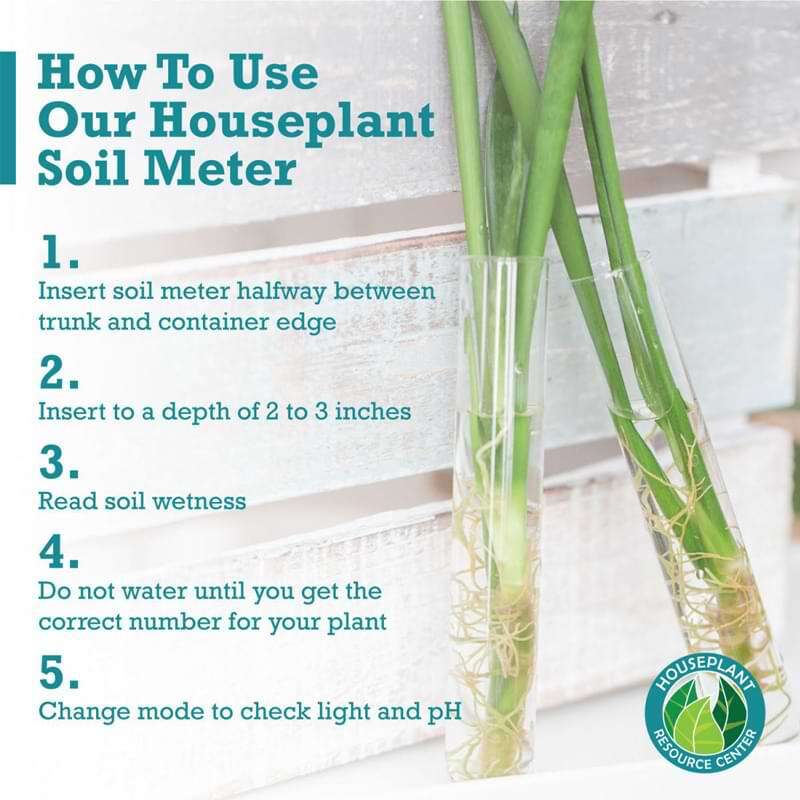 Fiddle Leaf Fig Plant Food Soil Meter