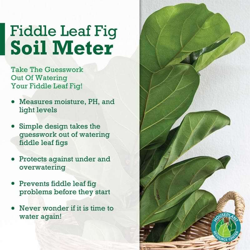 Fiddle Leaf Fig Plant Food Soil Meter