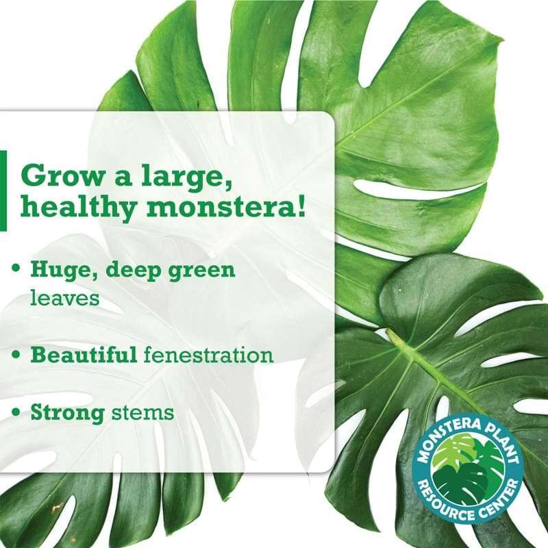 Monstera Plant Food