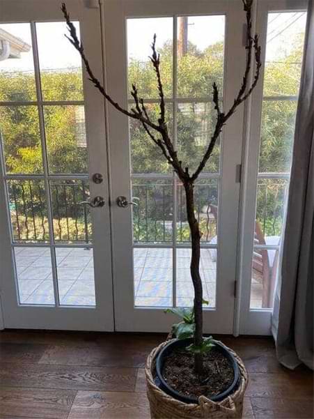 New Growth Bottom Fiddle Leaf Fig