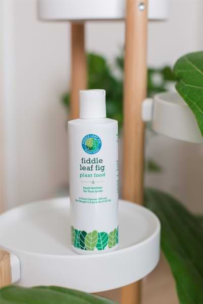 Top 10 Fiddle Leaf Fig Products and Tools 6 FLF Plant Food