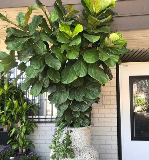 How to Grow a Giant Fiddle Leaf Fig 4 Do you want to grow a giant fiddle leaf fig, but are not sure how? Learn the steps to grow a large, tall, and lush fiddle leaf fig.
