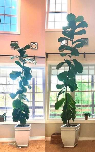 How to Grow a Giant Fiddle Leaf Fig 5 Giant Fiddle Leaf Fig