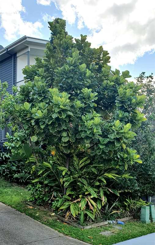 In this article, we’ll tell you everything you need to know about growing a fiddle leaf fig outdoors as a potted plant or in the ground.